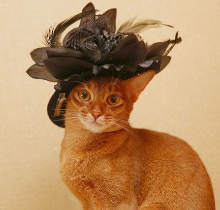 Пользователь